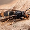 Asian Hornet