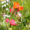 Flowers for pollinators
