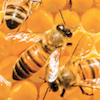 Leaflets